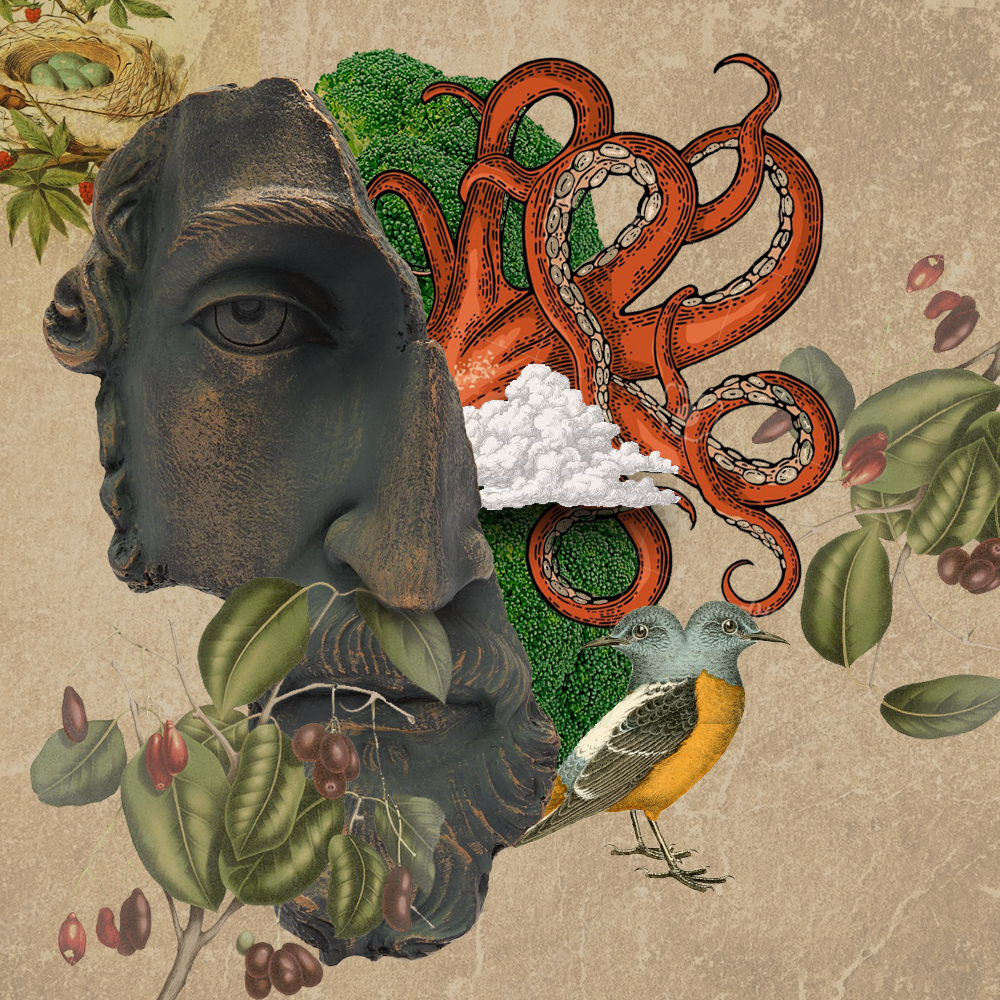 [Gustavo Aguiar] Colagens